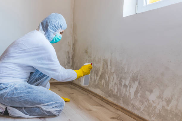 Licensed Mold Testing service in New Market, VA - WQB Mold Removal