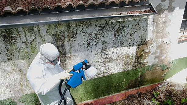 Top rated local Mold Testing specialists in New Market, VA